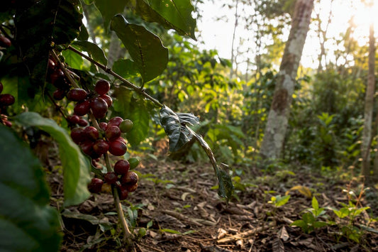 Coffee farm rich in plant biodiversity